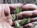 baby leaves