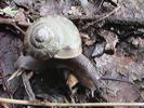 trail snail